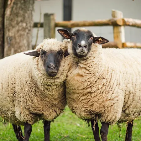 Middenmank * Glaisin